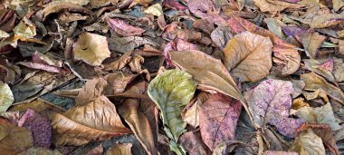 Dağınık meşe ağaçlarının kuru yaprakları