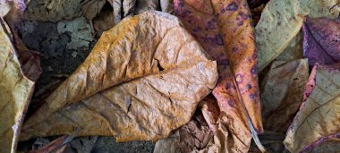 Dağınık meşe ağaçlarının kuru yaprakları