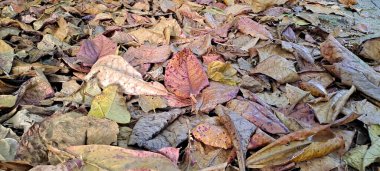 Dağınık meşe ağaçlarının kuru yaprakları