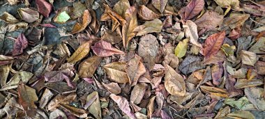 Dağınık meşe ağaçlarının kuru yaprakları