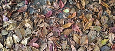 Dağınık meşe ağaçlarının kuru yaprakları