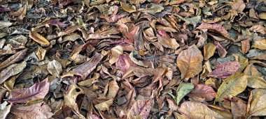 Dağınık meşe ağaçlarının kuru yaprakları