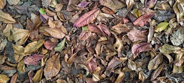 Dağınık meşe ağaçlarının kuru yaprakları