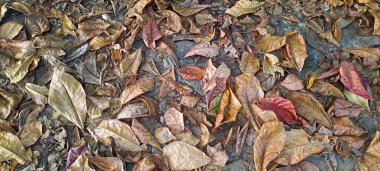 Dağınık meşe ağaçlarının kuru yaprakları