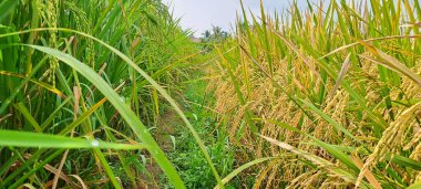 Çeltik tarlaları hasat edilmeye hazır ve büyüyor.