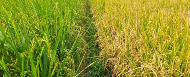 Çeltik tarlaları hasat edilmeye hazır ve büyüyor.