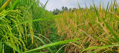 Çeltik tarlaları hasat edilmeye hazır ve büyüyor.