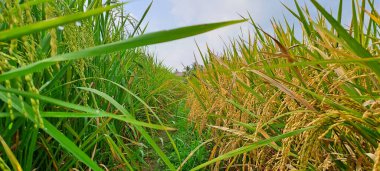 Çeltik tarlaları hasat edilmeye hazır ve büyüyor.