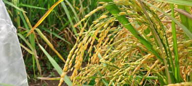 Çeltik tarlaları hasat edilmeye hazır ve büyüyor.