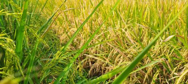 Çeltik tarlaları hasat edilmeye hazır ve büyüyor.