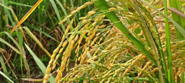 Çeltik tarlaları hasat edilmeye hazır ve büyüyor.