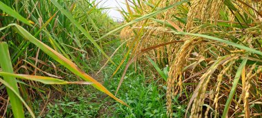 Çeltik tarlaları hasat edilmeye hazır ve büyüyor.