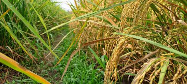 Çeltik tarlaları hasat edilmeye hazır ve büyüyor.