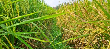 Çeltik tarlaları hasat edilmeye hazır ve büyüyor.