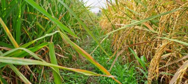 Çeltik tarlaları hasat edilmeye hazır ve büyüyor.