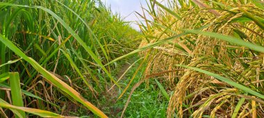 Çeltik tarlaları hasat edilmeye hazır ve büyüyor.