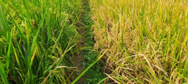 Çeltik tarlaları hasat edilmeye hazır ve büyüyor.
