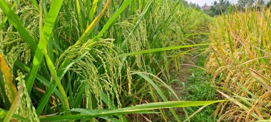 Çeltik tarlaları hasat edilmeye hazır ve büyüyor.