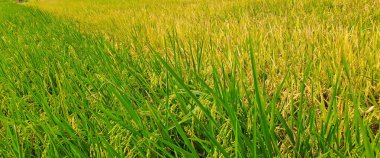 Çeltik tarlaları hasat edilmeye hazır ve büyüyor.