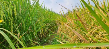 Çeltik tarlaları hasat edilmeye hazır ve büyüyor.