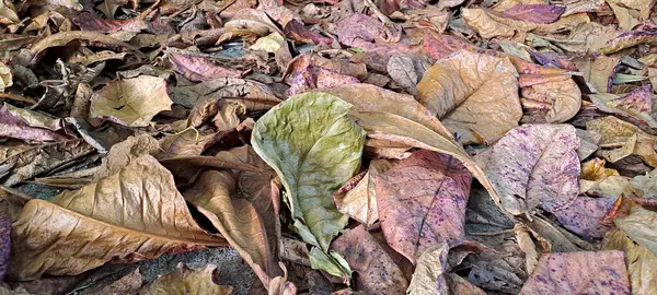 Dağınık meşe ağaçlarının kuru yaprakları