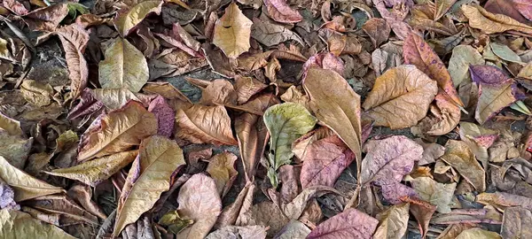 Dağınık meşe ağaçlarının kuru yaprakları