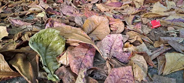 Dağınık meşe ağaçlarının kuru yaprakları
