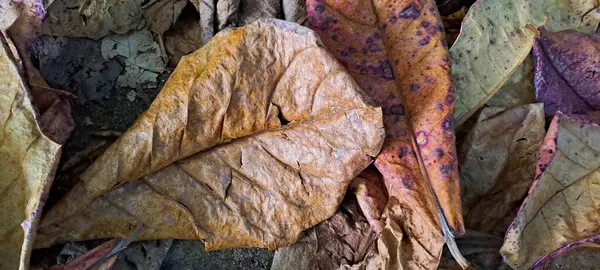 Dağınık meşe ağaçlarının kuru yaprakları