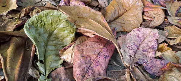 Dağınık meşe ağaçlarının kuru yaprakları