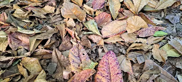 Dağınık meşe ağaçlarının kuru yaprakları