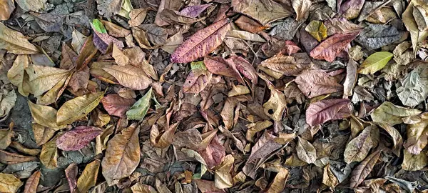 Dağınık meşe ağaçlarının kuru yaprakları