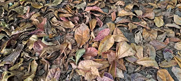 Dağınık meşe ağaçlarının kuru yaprakları