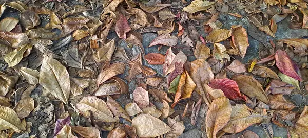 Dağınık meşe ağaçlarının kuru yaprakları