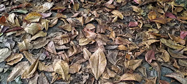 Dağınık meşe ağaçlarının kuru yaprakları