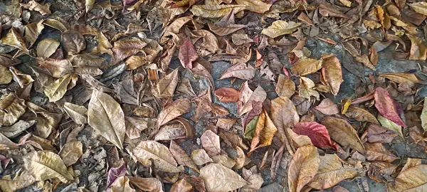 Dağınık meşe ağaçlarının kuru yaprakları