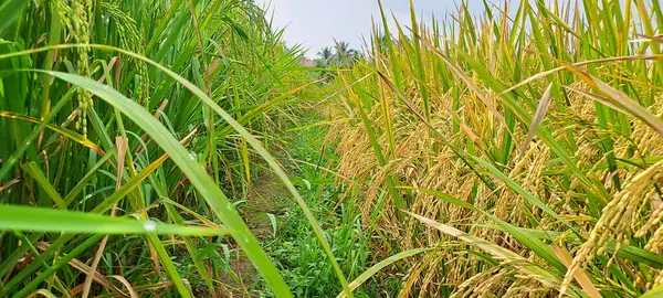 Çeltik tarlaları hasat edilmeye hazır ve büyüyor.