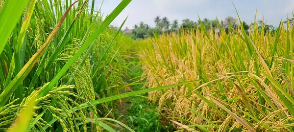 Çeltik tarlaları hasat edilmeye hazır ve büyüyor.