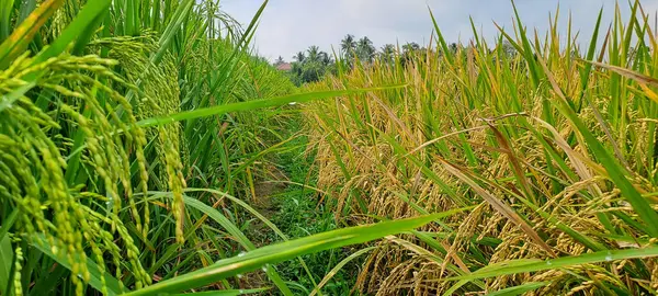 Çeltik tarlaları hasat edilmeye hazır ve büyüyor.