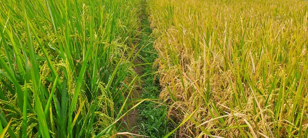 Çeltik tarlaları hasat edilmeye hazır ve büyüyor.