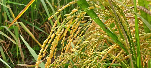 Çeltik tarlaları hasat edilmeye hazır ve büyüyor.