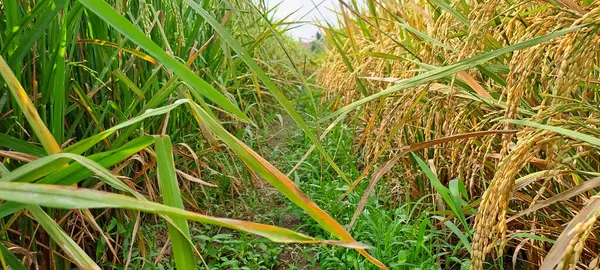 Çeltik tarlaları hasat edilmeye hazır ve büyüyor.