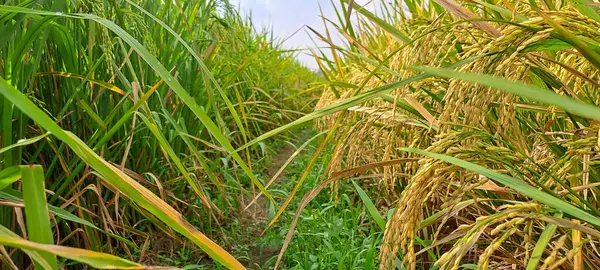 Çeltik tarlaları hasat edilmeye hazır ve büyüyor.