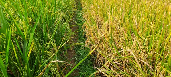 Çeltik tarlaları hasat edilmeye hazır ve büyüyor.