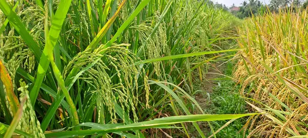 Çeltik tarlaları hasat edilmeye hazır ve büyüyor.