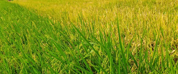 Çeltik tarlaları hasat edilmeye hazır ve büyüyor.