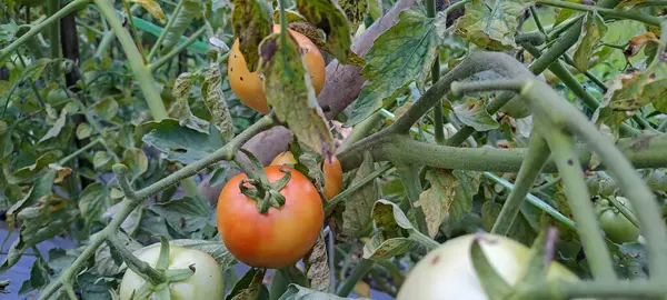 Asmalı yeşil organik domates, tarlada büyüyen domatesler.