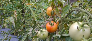 Asmalı yeşil organik domates, tarlada büyüyen domatesler.