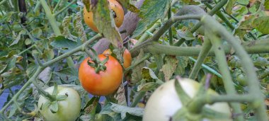 Asmalı yeşil organik domates, tarlada büyüyen domatesler.