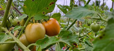 Asmalı yeşil organik domates, tarlada büyüyen domatesler.