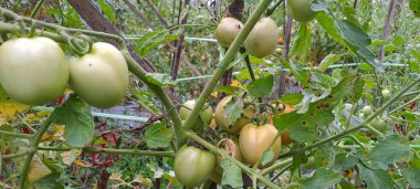 Asmalı yeşil organik domates, tarlada büyüyen domatesler.